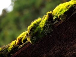 green moss like natural fur