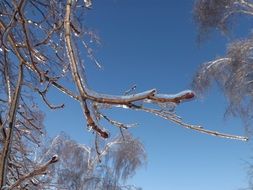 branches on a sunny frosty day