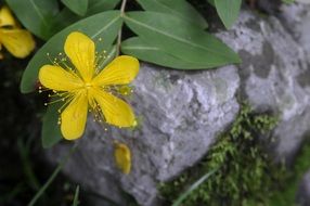 yellow bell flower in nature