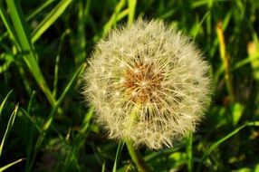 Close-up of the beautiful white lush dandelion flower in tall green grass