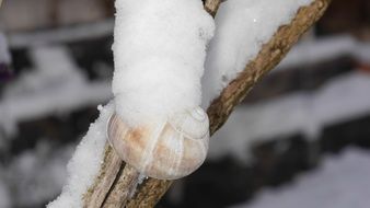 small shell covered with snow