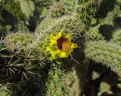 cactus with a yellow flower under the bright sun