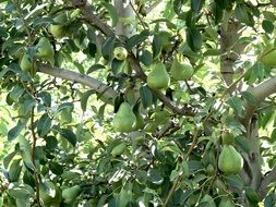 green Pears on tree at sunny day