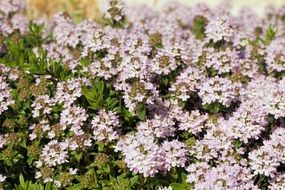 sea of small spring flowers on a sunny day close up