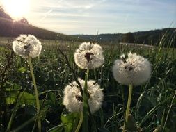 dandelions in the meadow under the bright sun