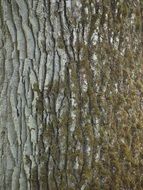 Oak tree bark