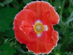 closeup of a wild red poppy