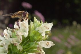 bee sitting on a mountain flower