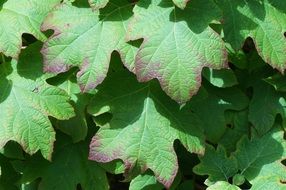 bright green leaves of hydrangea in the sunlight close-up