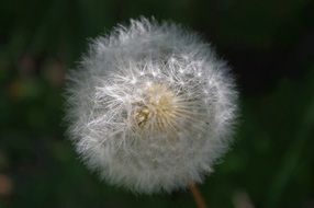 dandelion plant in summer close-up on blurred background