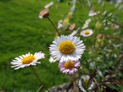 small White Flowers with Yellow center at green lawn