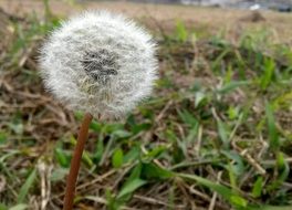 white dandelion seed head