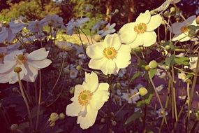 Flower White Flower Pistil Petal