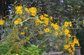 large bush with yellow daisies