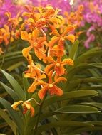 variety of orchids in the flowerbed close-up on a blurred background