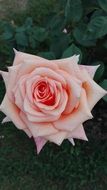 rose as art