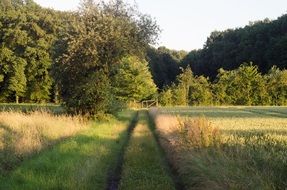 path between fields in autumn