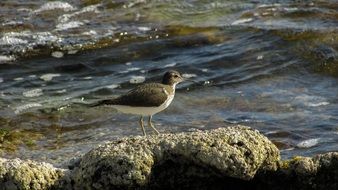 stint in wildlife