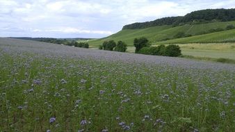 perfect beauty Flowers Arable