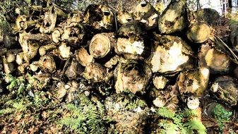 logs in the autumn forest close-up