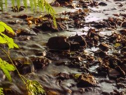 stream in woodland