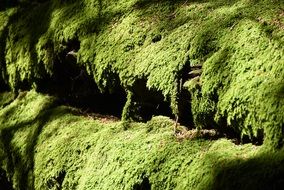 Picture of Moss carpet