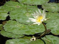gorgeous and amazing Lily in a pond