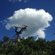 Clouds and trees in the summer