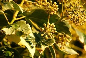 Leaves on the bush in summer