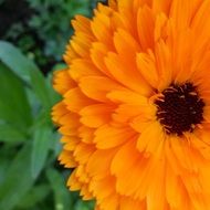 fluffy orange bud of calendula