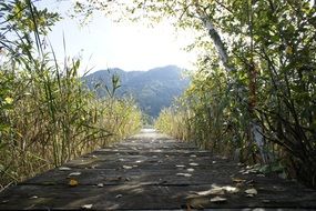 boardwalk to the lake overgrown with reeds