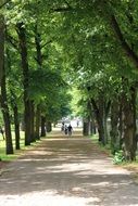 extraordinary Forest Path