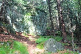 boulder in the forest in Kudowa Zdroj