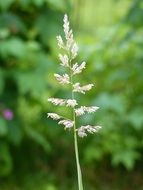 blade of grass on blurry background close-up