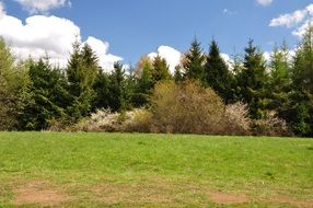 trees near a green field