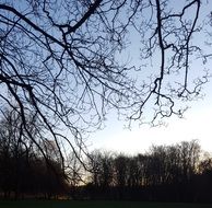 thin branches against the blue sky