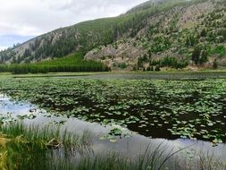 lake at the foot of the mountain in yellowstone national park