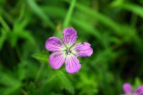 Macro photo of the violet flowers in spring