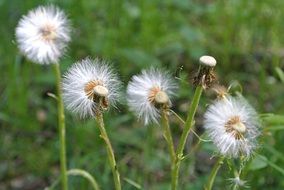 Dandelion Wind Blowing Spring