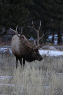 wild deer in Colorado