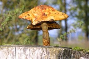 tree fungi on stump among the plants