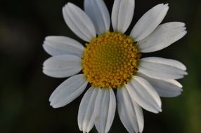 Flower Margarite macro