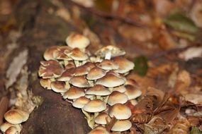 brown mushrooms on the forest cover