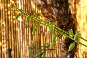 green buds on a branch close-up