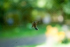 Spider Fly Victim