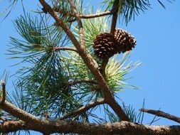 pine branch with cones