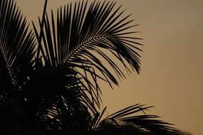 silhouette of a palm tree at sunset