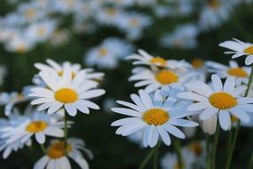 many white daisies in the meadow