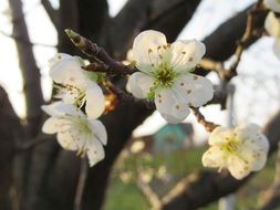 white flowers on a tree in spring close-up