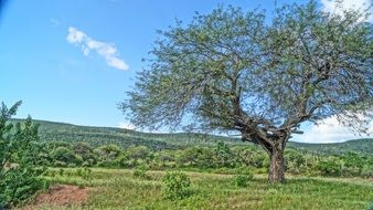 lonely tree in the field